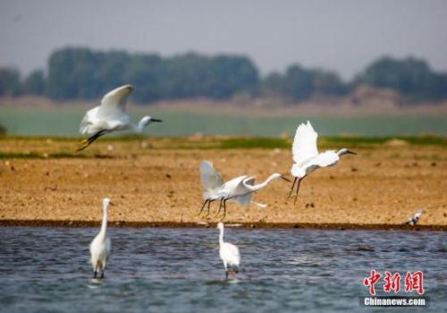 资料图：10月4日，在江西鄱阳湖都昌马影湖水域拍摄的白鹭。<a target='_blank'  data-cke-saved-href='http://www.chinanews.com/' href='http://www.chinanews.com/'>中新社</a>发 傅建斌 摄